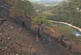 Kekhawatiran Pohon Pinus Tua di Dataran Tinggi Skotlandia
