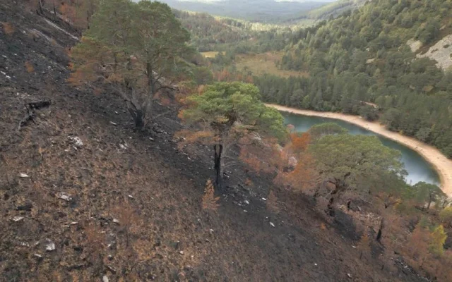 Kekhawatiran Pohon Pinus Tua di Dataran Tinggi Skotlandia