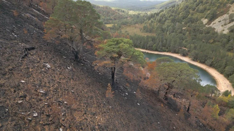 Kekhawatiran Pohon Pinus Tua di Dataran Tinggi Skotlandia