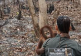 Desak Reformasi KTT Keanekaragaman Hayati PBB Usai Gagal Capai Target