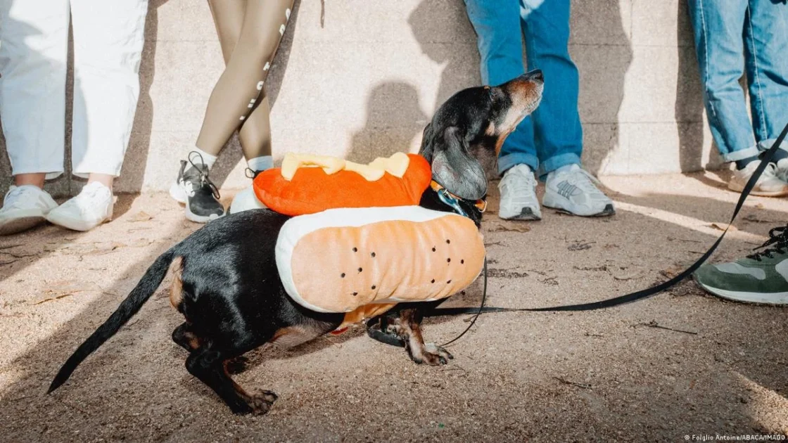 Sejarah Anjing Dachshund: Dari Muse Seni hingga Ikon Politik