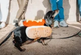 Sejarah Anjing Dachshund: Dari Muse Seni hingga Ikon Politik