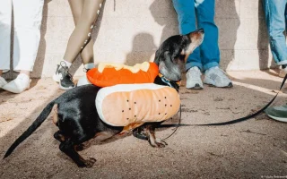 Sejarah Anjing Dachshund: Dari Muse Seni hingga Ikon Politik
