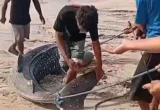 Hiu Paus Terdampar di Sikka NTT Dipotong dan Dibagikan Warga